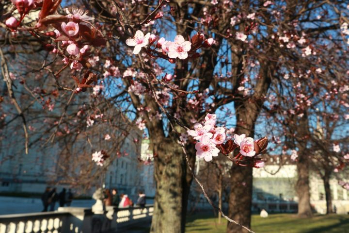 NEUIGKEITEN Tagesstruktur April 2026 pass Hilfe bei Suchtproblemen Wien